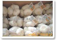 蒜香四溢，藝韻泉城——濟南新金鑫經(jīng)貿(mào)發(fā)展的雙核驅(qū)動